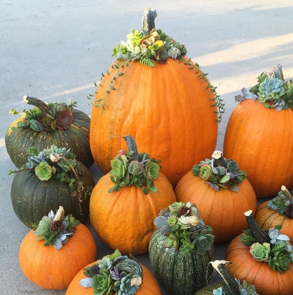 gorgeous pumpkin succulent arrangements via Tanya Slye @tcslye