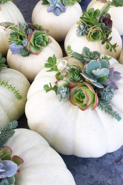 gorgeous pumpkin succulent arrangements via Tanya Slye @tcslye
