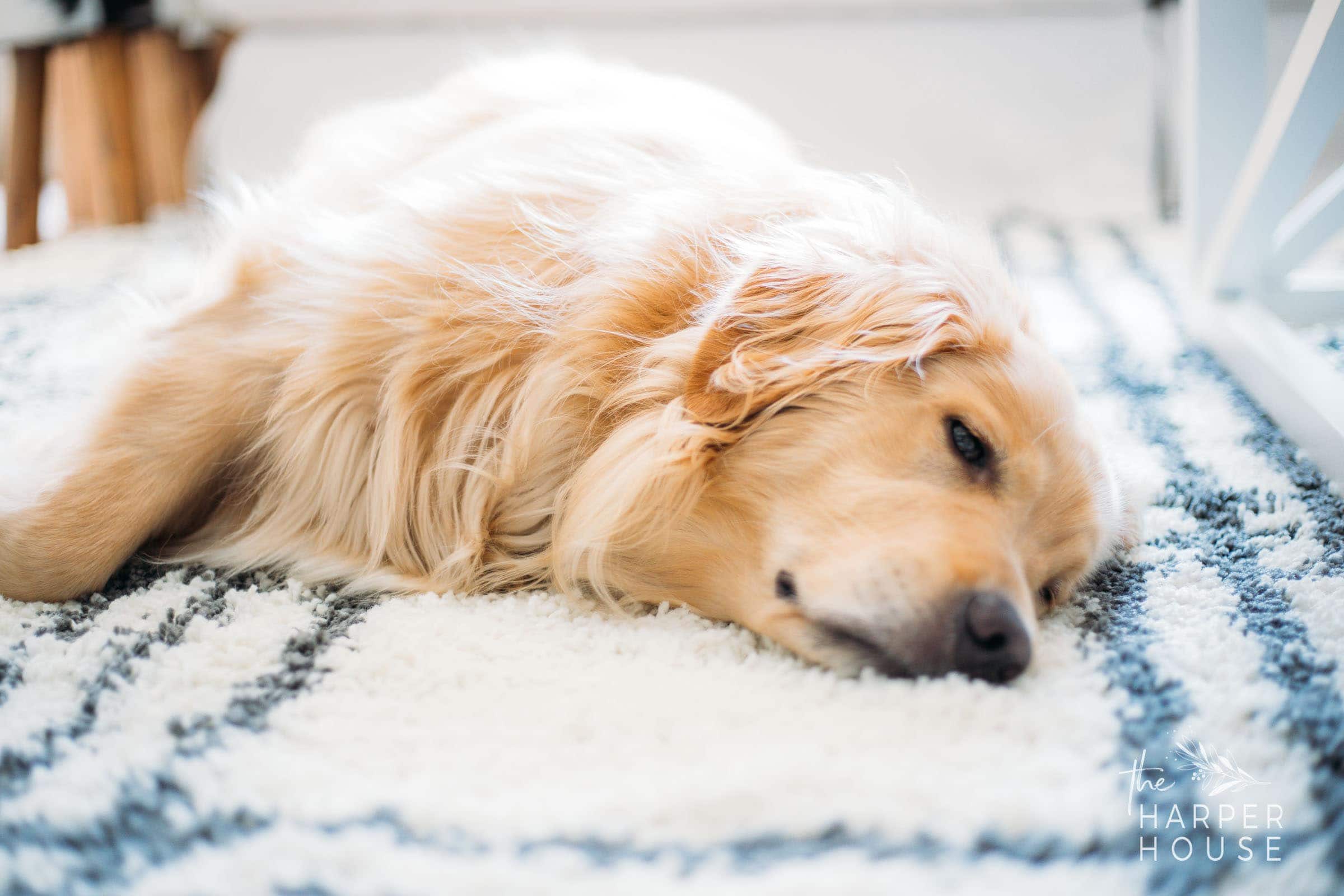 golden retriever dog laying on black and white rug